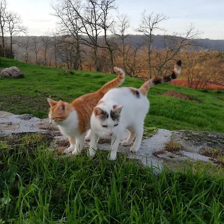 Quinta Dos Carvalhais - Serra Da Estrela Gospodarstwo agroturystyczne Fornos de Algodres