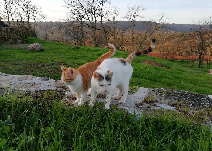 Quinta Dos Carvalhais - Serra Da Estrela Farma Fornos de Algodres